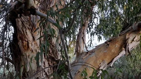 Close-up of the trunk of a large eucalyptus tree. Stock Footage 309518740