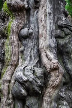 A close-up of the trunk of a large old tree. Tree bark texture. Stock Photos