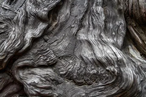 A close-up of the trunk of a large old tree. Tree bark texture. Фото