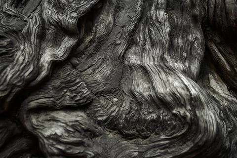 A close-up of the trunk of a large old tree. Tree bark texture. Stock Photos
