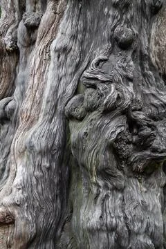 A close-up of the trunk of a large old tree. Tree bark texture. Stock-Fotos