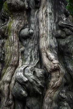 A close-up of the trunk of a large old tree. Tree bark texture. 写真素材