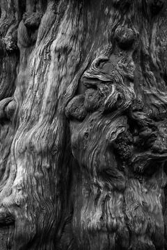 A close-up of the trunk of a large old tree. Tree bark texture. Stock Photos