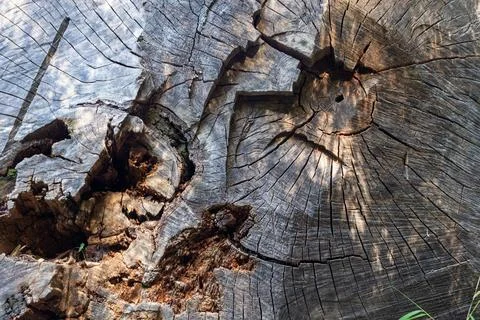 Close up trunk of a large tree with different textures, backgrounds Stock Photos