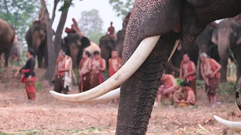 Close up trunk of long ivory elephant pick sugar cane to eat during relax Stock Footage 155449205
