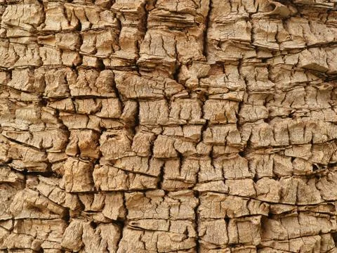 Close up of the trunk of the old date palm, abstract background texture Stock Photos
