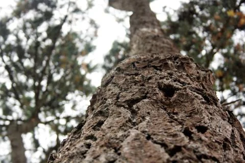 Close up on the trunk of an old tree Stock Photos