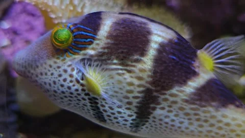 Close up of trunk or puffer fish Stock Footage 266201016