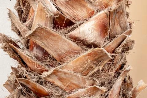 Close-up of a trunk of a palm bark Stock Photos