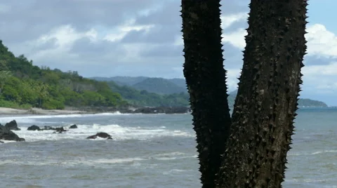 Close up from the trunk of a Silk floss tree at the coast of Montezuma Stock Footage 58768313