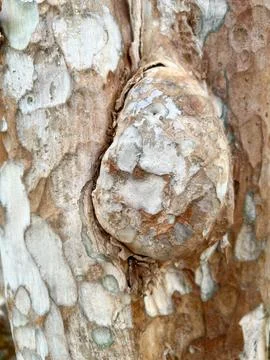 Close-Up Trunk Of Tree For Background Stock Photos