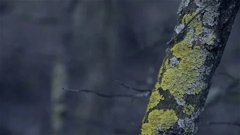 Close-up of the trunk of a tree covered with lichen Stock Footage 72410700
