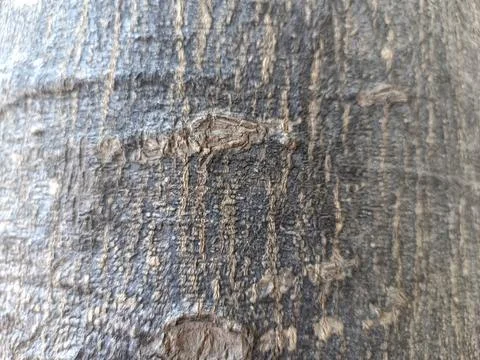 Close up of trunk of tree in forest highlighting wooden pattern on tree Stock Photos