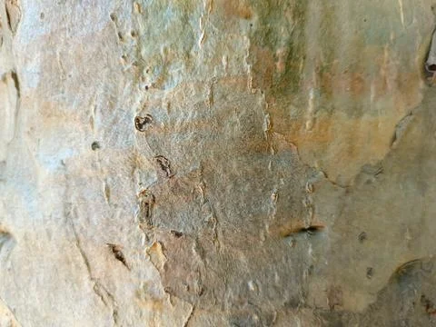 Close up of trunk of tree in forest highlighting wooden pattern on tree 库存照片