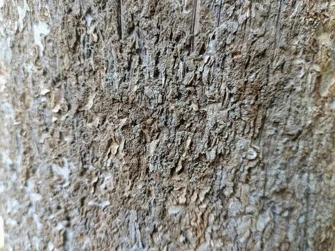 Close up of trunk of tree in forest highlighting wooden pattern on tree Stock Photos