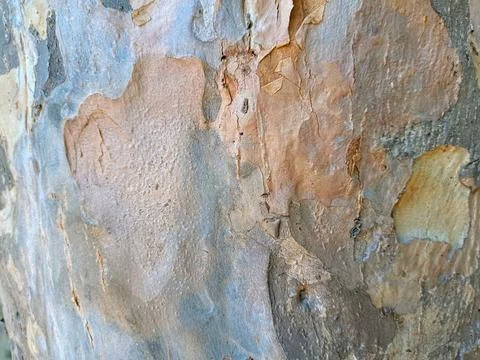 Close up of trunk of tree in forest highlighting wooden pattern on tree Stock Photos