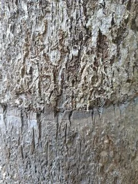 Close up of trunk of tree in forest highlighting wooden pattern on tree Stock Photos