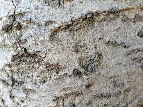 Close up of trunk of tree in forest highlighting wooden pattern on tree 스톡 사진