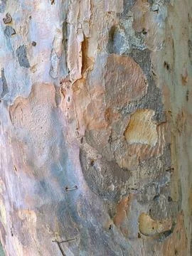 Close up of trunk of tree in forest highlighting wooden pattern on tree Stock Photos