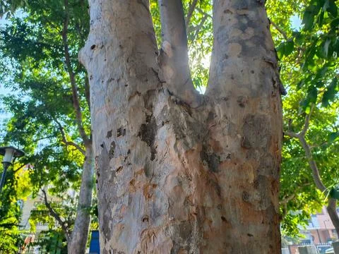 Close up of trunk of tree in forest highlighting wooden pattern on tree Stock Photos