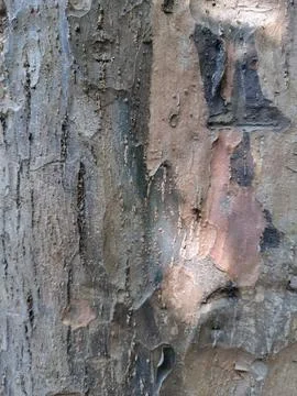 Close up of trunk of tree in forest highlighting wooden pattern on tree Stock Photos