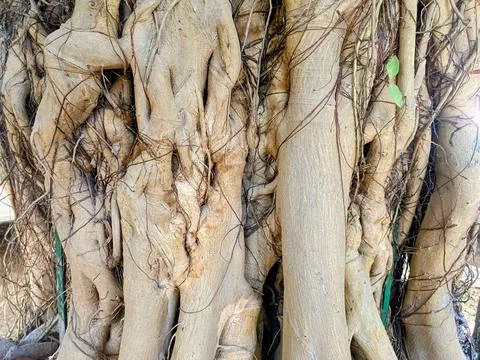 Close up of trunk of tree in forest highlighting wooden pattern on tree Stock Photos