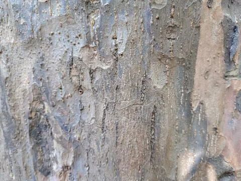 Close up of trunk of tree in forest highlighting wooden pattern on tree Stock Photos