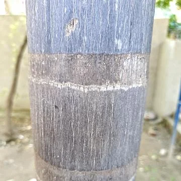 Close up of trunk of tree in forest highlighting wooden pattern on tree Stock Photos