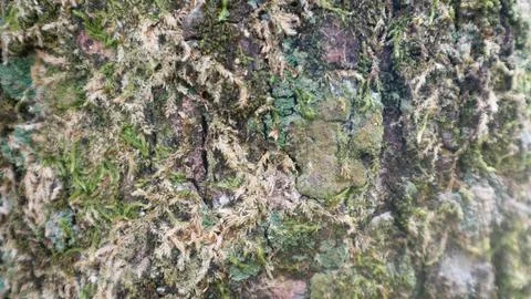 Close up of trunk of tree in forest, textured natural background Stock Photos