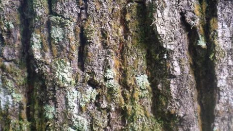 Close up of trunk of tree in forest, textured natural background Foto stock