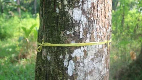 Close up of trunk of tree in forest, textured natural background Foto stock