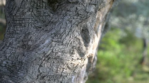 Close-up of the trunk of a tree of olives. Stock Footage 91519692