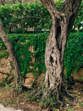 Close-up of the trunk of a tree of olives. Olive groves and gard Stock Photos