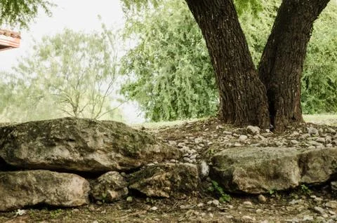 Close up of the trunk of a tree, on a pile of large rocks Stock Photos