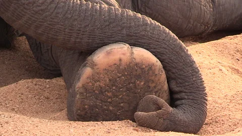 Close-up of trunk wrapped around elephant’s foot on sandy ground Stock Footage 139041696