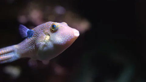 Close up of trunkfish  Stock Footage 239579352