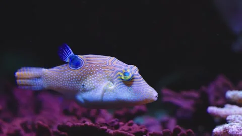 Close up of a trunkfish Stock Footage 241023099