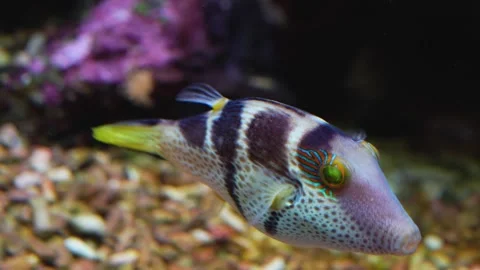 Close up of trunkfish Stock-Footage 244345214
