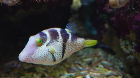 Close up of trunkfish Stock Footage 244551714