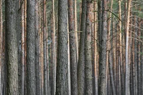 A close-up of the trunks of a pine forest (pinus sylvesrtis) consisting of .. Stock Photos