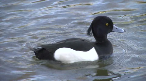 Close Tufted Duck floats 스톡 동영상 68389575