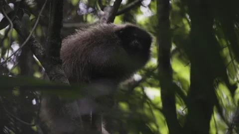 Close up of tufted marmoset resting on tree branch Stock Footage 276107126
