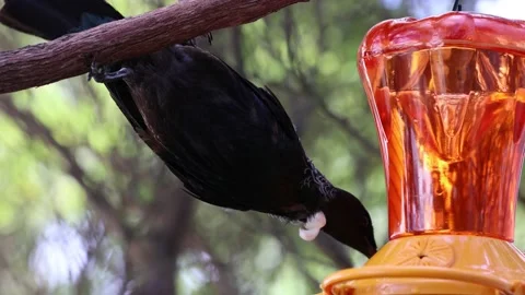 Close-Up of Tui Bird at Feeder Stock Footage 230575047