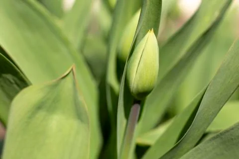 Close-up of a Tulip Bud Stock Photos