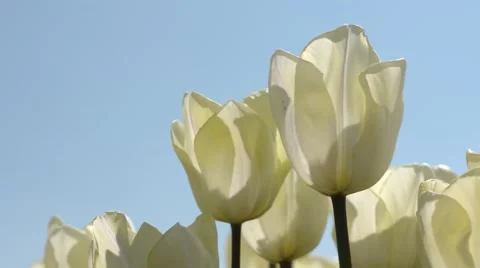 CLOSE-UP: Tulip field in netherlands in spring Stock Footage 63317346