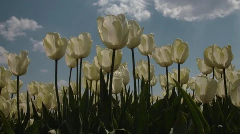 CLOSE-UP: Tulip field in netherlands in spring Stock Footage 64120122