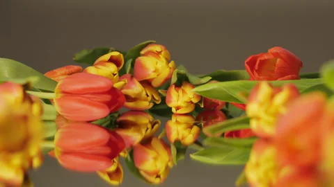 Close-up of tulip flowers lying on the mirror. Flowers background Stock Footage 265252828