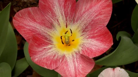 Close Up of Tulip Stock Footage