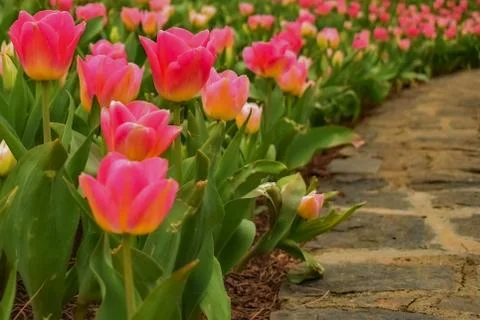 Close Up Tulip Garden Stock Photos