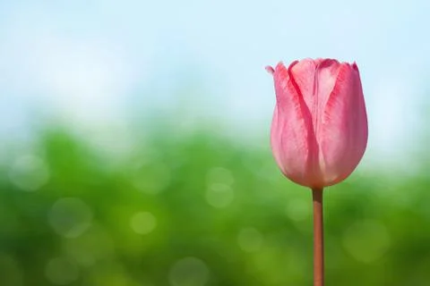 Close up of tulip Stock Photos